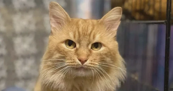 Ищем кота Рыжика